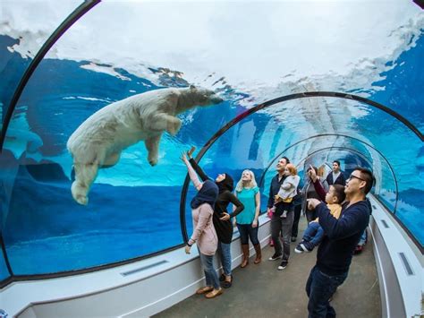 polar bear near me|polar bear exhibit detroit zoo.